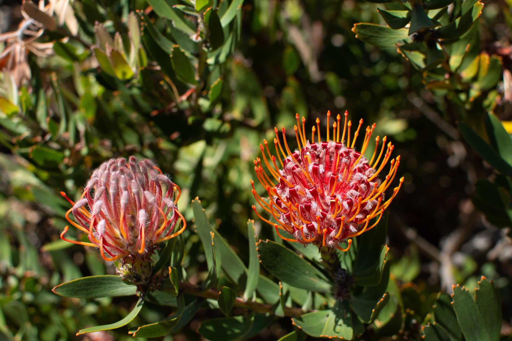 Honey & Australian Blossoms