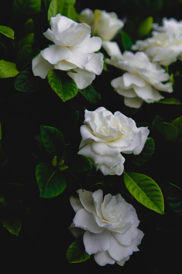 Gardenia