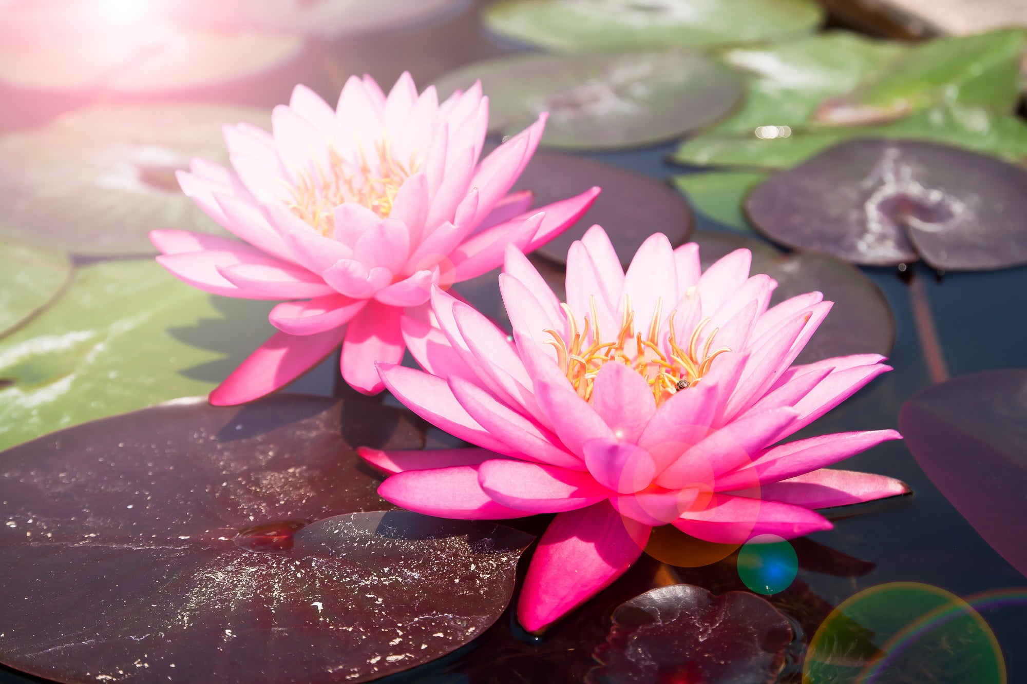 Camellia & Lotus Blossom