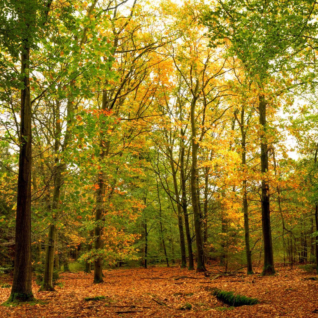 Australian Forest